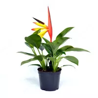 СТРЕЛИЦИЯ РЕГИНАЕ 20-25 СМ