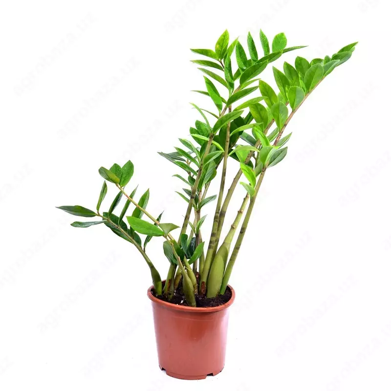 ЗАМИОКУЛЬКАС ЗАМИЕЛИСТНЫЙ Ø17 60 СМ