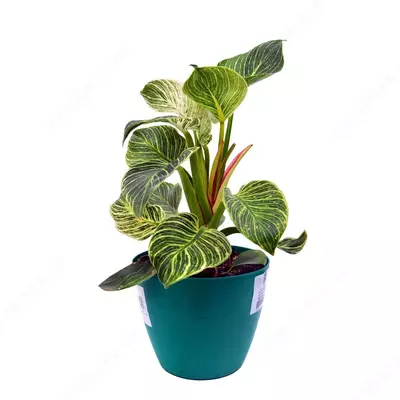 ФИЛЛОДЕНДРОН БИРКИН 30 СМ