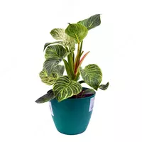 ФИЛЛОДЕНДРОН БИРКИН 30 СМ