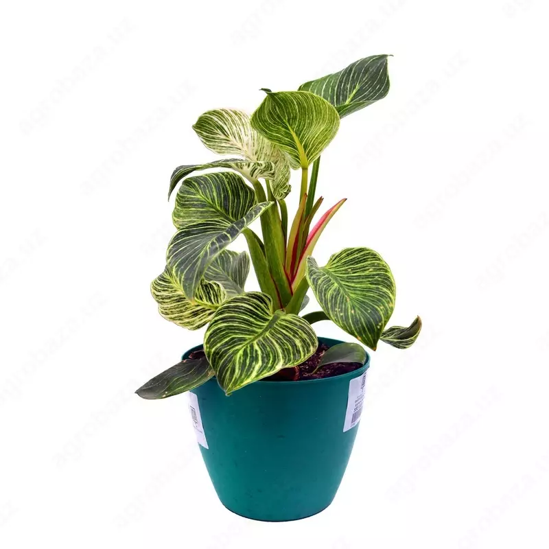 ФИЛЛОДЕНДРОН БИРКИН 30 СМ