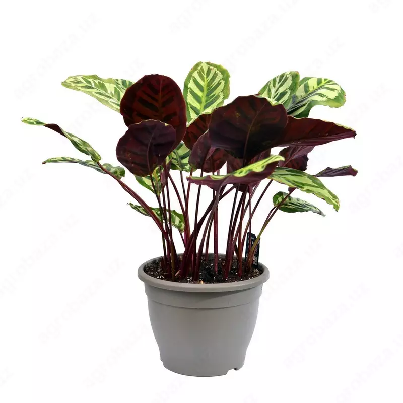 КАЛАТЕЯ РИТМ ПРИРОДЫ 85 СМ