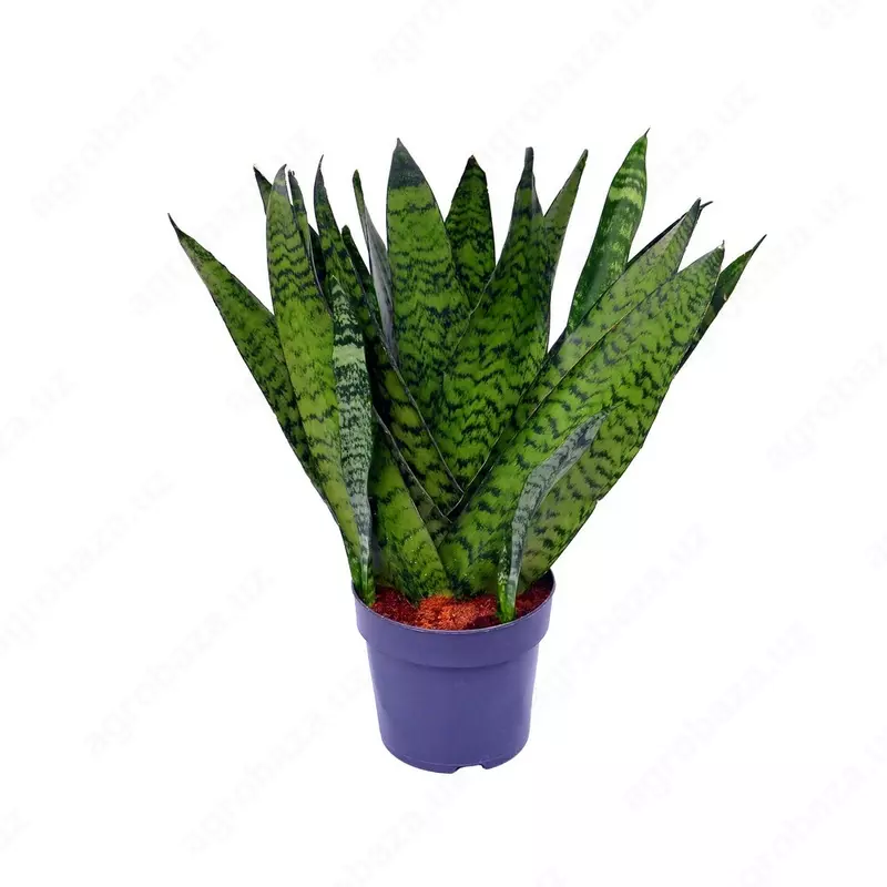 САНСЕВИЕРИЯ ЗЕЙЛАНИКА ФАН 50 СМ