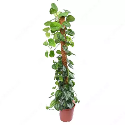 СЦИНДАПСУС ПИКТУС ТРЕБИ 150 СМ