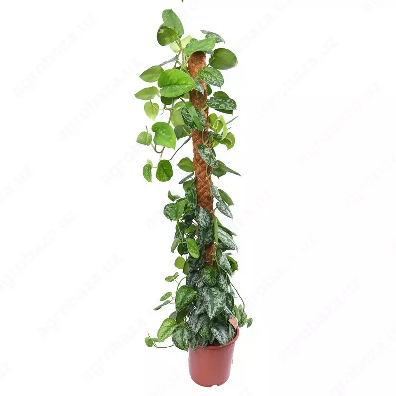 СЦИНДАПСУС ПИКТУС ТРЕБИ 150 СМ