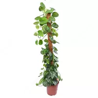 СЦИНДАПСУС ПИКТУС ТРЕБИ 150 СМ