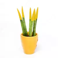 САНСЕВИЕРИЯ СПАГЕТТИ КРАШЕНАЯ МИКС В КЕРАМИЧЕСКОМ ГОРШКЕ Ø6/18