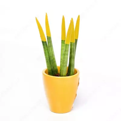 САНСЕВИЕРИЯ СПАГЕТТИ КРАШЕНАЯ МИКС В КЕРАМИЧЕСКОМ ГОРШКЕ Ø6/18