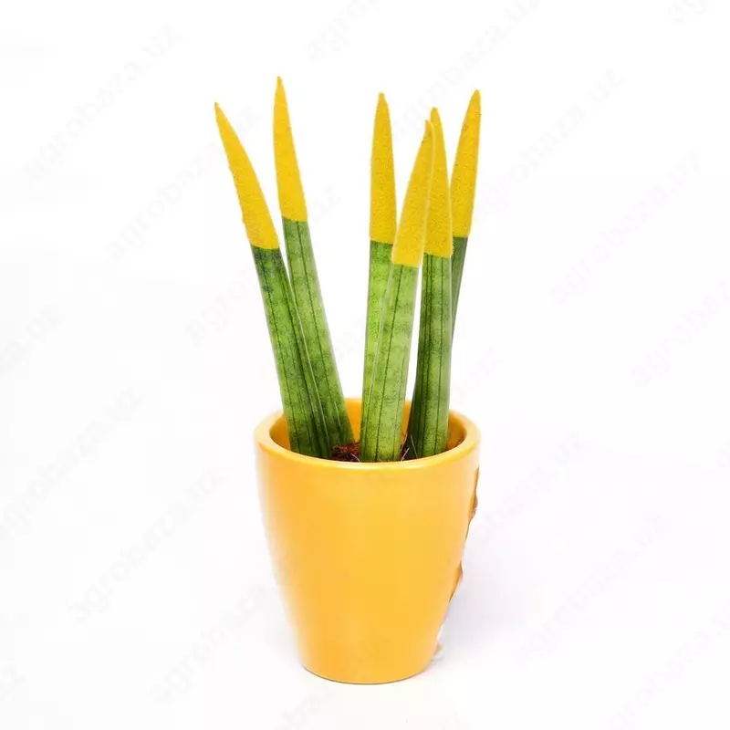 САНСЕВИЕРИЯ СПАГЕТТИ КРАШЕНАЯ МИКС В КЕРАМИЧЕСКОМ ГОРШКЕ Ø6/18