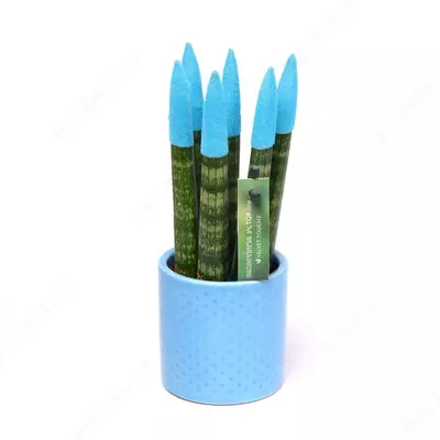 САНСЕВИЕРИЯ СПАГЕТТИ КРАШЕНАЯ МИКС В КЕРАМИЧЕСКОМ ГОРШКЕ Ø6/18