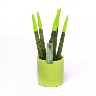 САНСЕВИЕРИЯ СПАГЕТТИ КРАШЕНАЯ МИКС В КЕРАМИЧЕСКОМ ГОРШКЕ Ø6/18