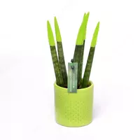 САНСЕВИЕРИЯ СПАГЕТТИ КРАШЕНАЯ МИКС В КЕРАМИЧЕСКОМ ГОРШКЕ Ø6/18