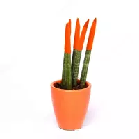САНСЕВИЕРИЯ СПАГЕТТИ КРАШЕНАЯ МИКС В КЕРАМИЧЕСКОМ ГОРШКЕ Ø6/18
