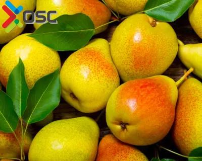 Интенсивные фруктовые сады "под ключ"