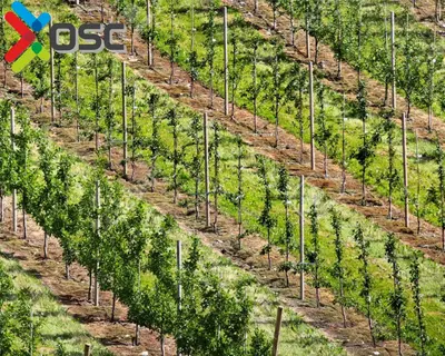 Опорные деревянные конструкции