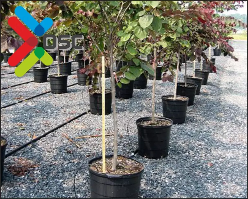 Mevali daraxt ko'chatlarini