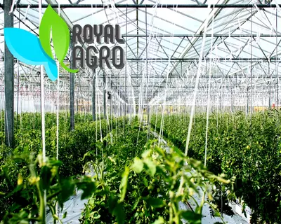 Современные теплицы