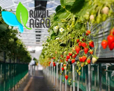 Современные теплицы