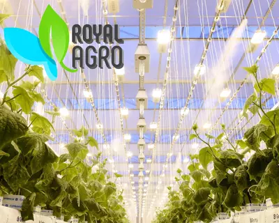 Современные теплицы