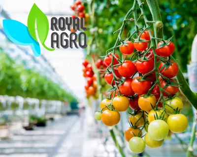 Современные теплицы