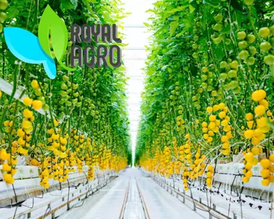 Современные теплицы