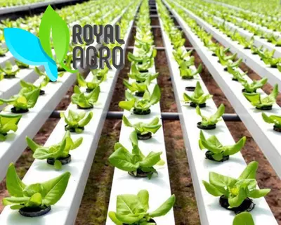 Современные теплицы