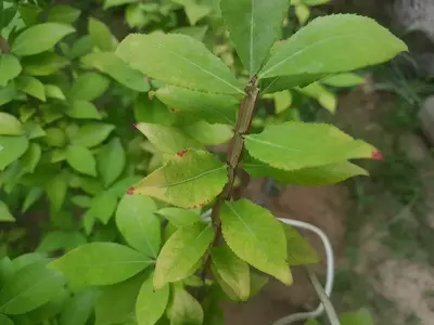 Бересклет крылатый