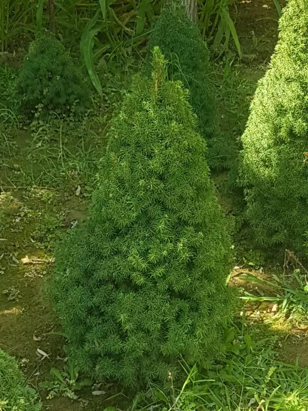 Konika (Kanada daraxti)