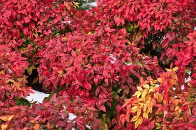 Nandina
