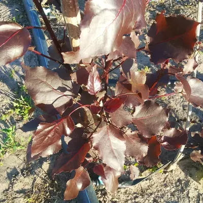 Тополь краснолистный