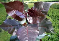 Тополь краснолистный