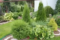 Туя западная