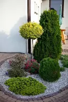 Туя западная