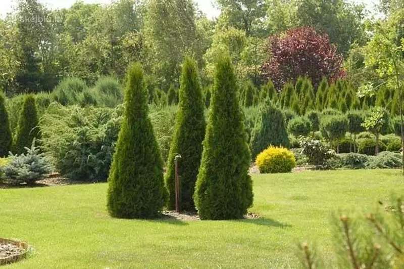 Туя западная