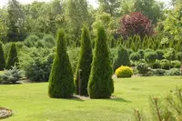 Туя западная