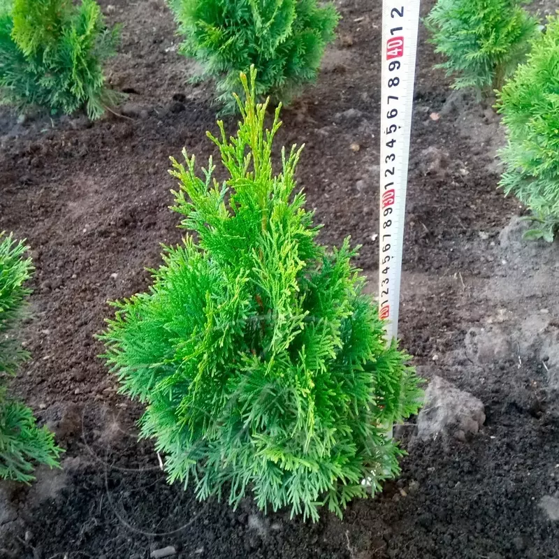 Туя западная