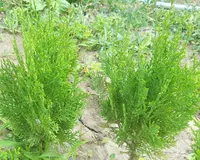 Туя западная