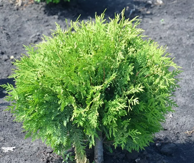 Туя западная