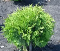 Туя западная