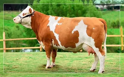 Simmental zotli qoramollar