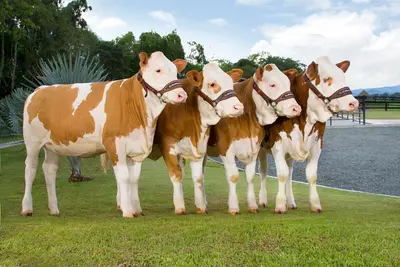 Simmental zotli qoramollar