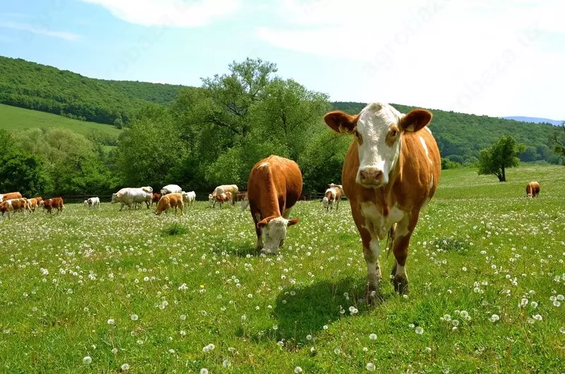 Simmental zotli qoramollar