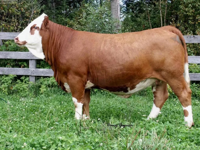 Simmental zotli qoramollar