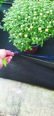 Капиллярные маты Vivapol