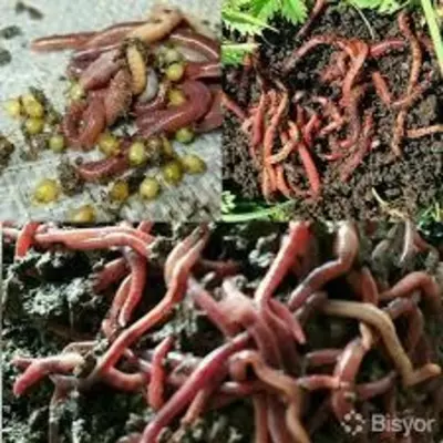 Biogomus va Kaliforniya qizil chuvalchanglari