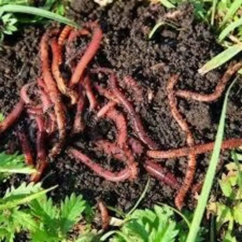 Biogomus va Kaliforniya qizil chuvalchanglari