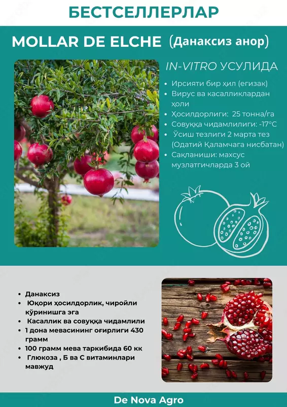 Mollar De Elche ( danaksiz anor ) ko`chati