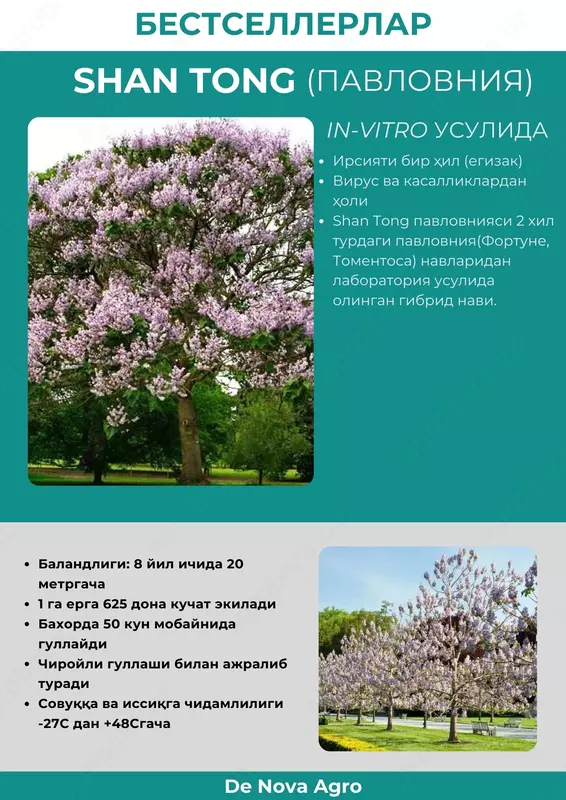 Pavlovniya ko`chati (SHAN TONG)