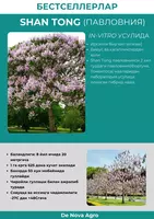 Pavlovniya ko`chati (SHAN TONG)