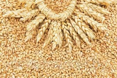 Фуражная пшеница